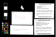 Foto (Objekt + Etikett) von Paragalathea verrucosa (Moericke 1889)  (NHMW-GEO-2014-0194-0728)